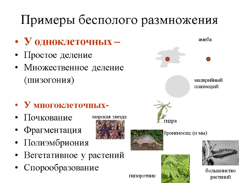 Примеры бесполого размножения У одноклеточных – Простое деление Множественное деление Примеры бесполого размножения У одноклеточных – Простое деление Множественное деление
